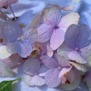 Meet your Posher, Colby